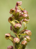 Frog Orchid  Flowers Close Up  UK