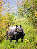 Indian Rhinoceros  Eating in Bushes  Assam  India