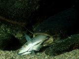 Electric Catfish  with Stunned Prey  Tanzania