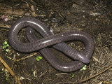 Caecilian  Costa Rica