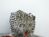 Arabian Leopard on the Brink of Extinction  United Arab Emirates