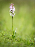 Fragrant Orchid  Hampshire  UK