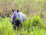 Indian Rhinoceros  Standing in Long Grass Eating  Assam  India