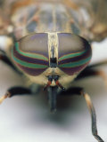 Female Horse Fly