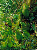 Pitcher Plant