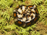 Female Glow Worm Beetle in Defensive Posture  North Carolina  USA