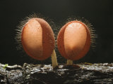 Hairy Stalked Cup Fungi  Costa Rica