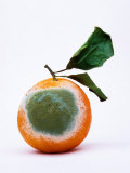 Mould on Orange