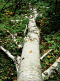Downed Birch Tree Near Mud Bay  Wisconsin  USA