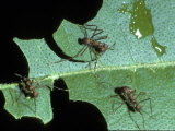 Leaf-Cutter Ants  Near Chilemata  Costa Rica