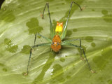 Katydid  Quipos  Costa Rica