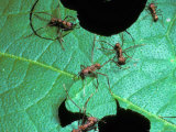 Leaf-Cutting Antsatta Cephalotes