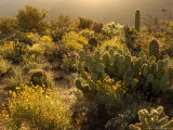 Spring Bloom  East of Tucson  USA