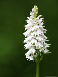 Common Spotted Orchid  Albino Version  UK