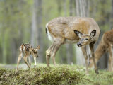 Whitetail Deer  Fawn Approaches Doe It Thinks is Its Mother
