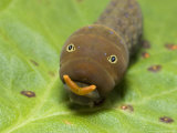 Tiger Swallowtail Butterfly  Caterpillar  North Carolina  USA
