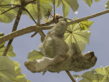 Three-Toed Sloth  Quepos  Costa Rica