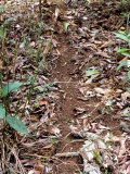 Leaf-Cutting Antatta Cephalotestrail