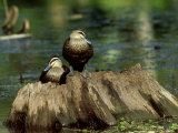 Pacific Black Duck  Pair  Australia