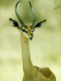 Gerenuk  Portrait  Kenya