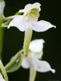 Greater Butterfly Orchid  Flowers Close Up  UK