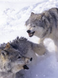 Gray Wolves  Adults Fighting  USA