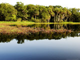 Sabal Palm and Live Oak Forest Lining the Banks of the River  Myakka River State Park  Florida  USA