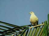 Torresian Imperial Pigeon  Australia