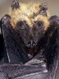 Fruit Bat  Resting  Madagascar