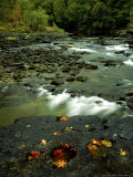 Leaves in Pools Along the Big South River at Leatherwood  TN