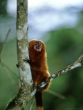 Golden Lion Tamarin  Rio De Janeiro  Brazil