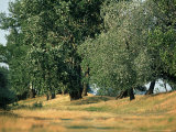 White Poplar in Hungarian Steppe  Apaj Puszta  Hungary