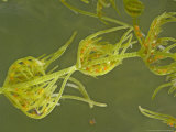 Common Stonewort  Showing Red Antheridia