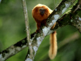 Golden Lion Tamarin  Rio De Janeiro  Brazil