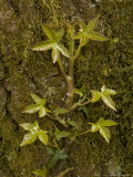 Young Growing Shoots of Ivy on Tree Trunk