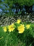Yellow Pheasants-Eye  Flowers  Sweden