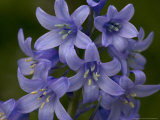 Hybrid Bluebell  Spanish X Common Bluebell  an Invasive Hybrid