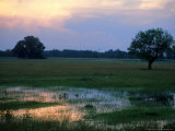 Wetland in the Hungarian Puszta  Hungary