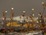 Rue-Leaved Saxifrage on Old Wall