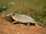 Yellow Armadillo  Pantanal  Brazil