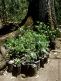 Tree Saplings  El Peten  Guatemala