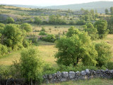 Steppe Vegetation with Stone  Cevennes  France