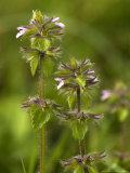 Field Woundwort  Stachys Arvensis