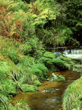 Mountain Creek  Sumava National Park  Czech Republic