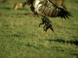 Black-Backed Jackal  Attacking White-Backed Vulture  Kenya