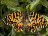 Zerynthia Polyxena in Its Darker Orange Form  Mani Peninsula  Greece