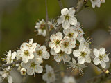 Blackthorn  Blossom  Spring