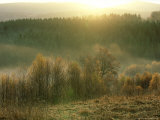 Beech Trees and Fog  Sumava National Park  Czech Republic