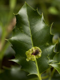 Leaf Miner/Gall on Holly Leaf