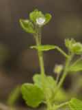 Ivy-Leaved Speedwell in Woodland